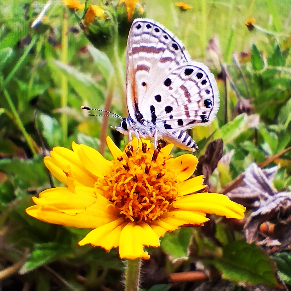 butterfly on flower